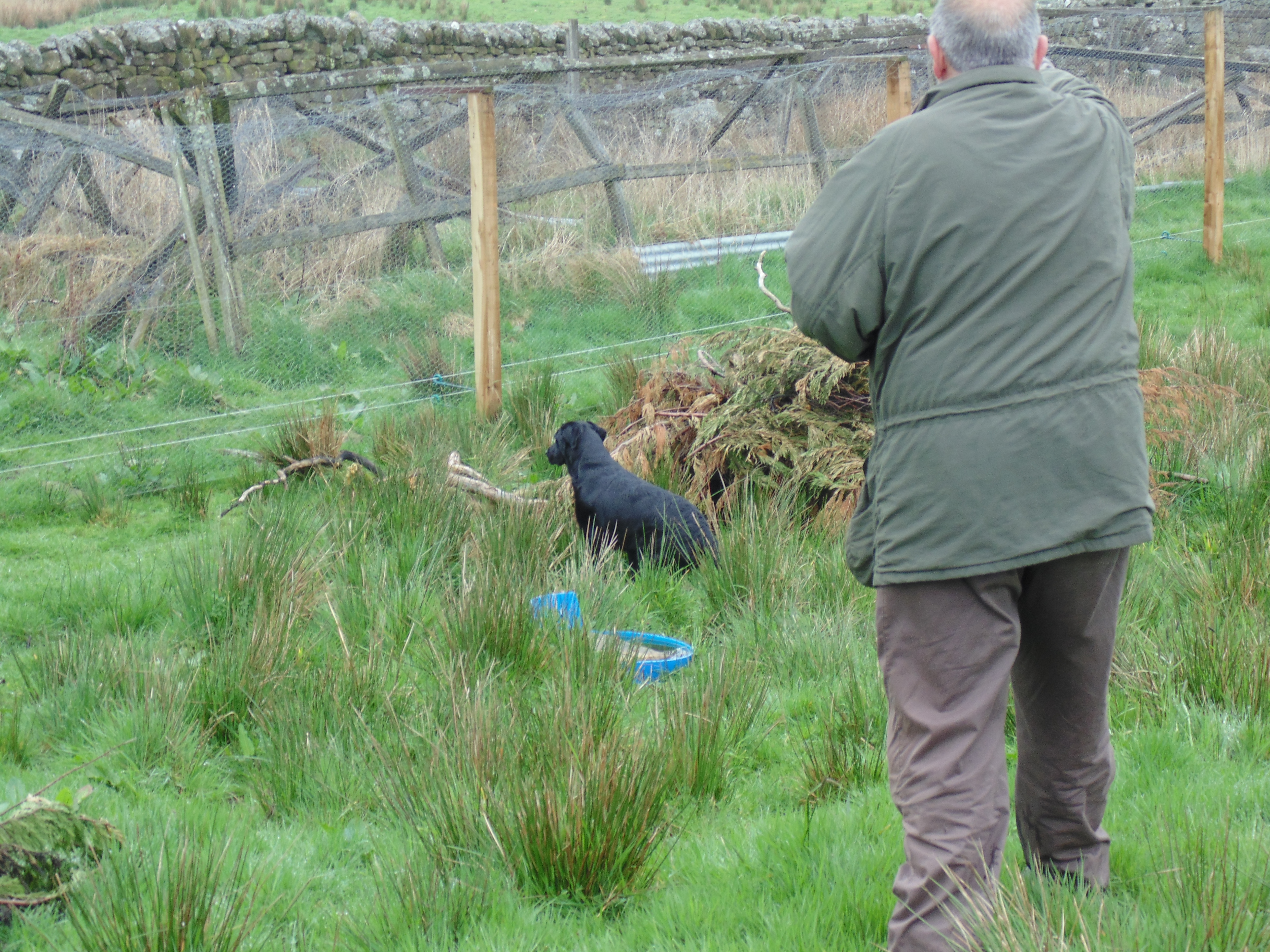 rabbit dog training pen
